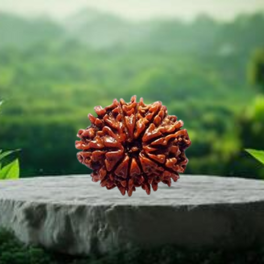 Nepal Origin 10 Mukhi Rudraksha