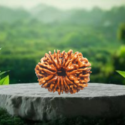 Nepal Origin 13 Mukhi Rudraksha