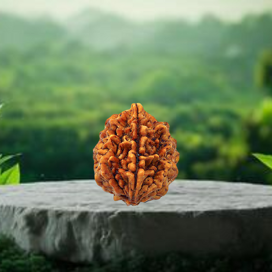 Nepal Origin 2 Mukhi Rudraksha