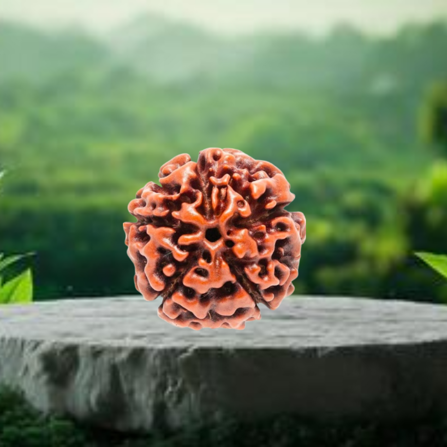 Nepal Origin 5 Mukhi Rudraksha