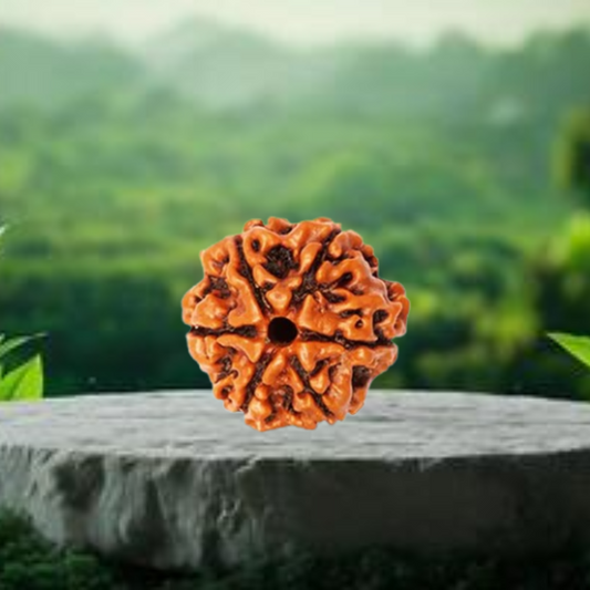 Nepal Origin 6 Mukhi Rudraksha