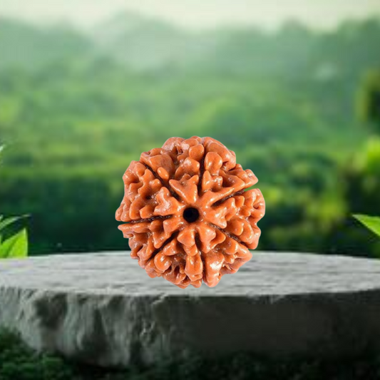 Nepal Origin 7 Mukhi Rudraksha