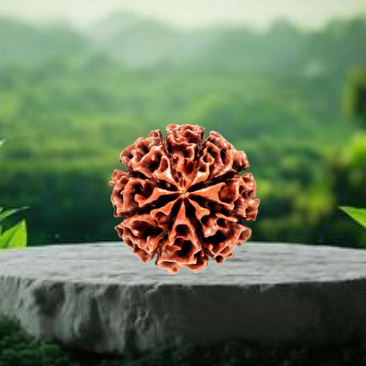 Nepal Origin 8 Mukhi Rudraksha