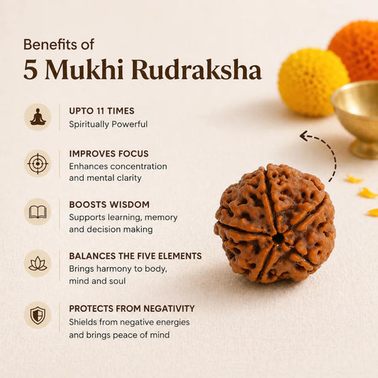 NepalOrigin5MukhiRudraksha1