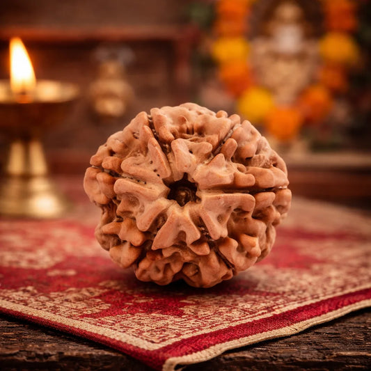 Nepal Origin 6 Mukhi Rudraksha