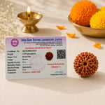 NepalOrigin7MukhiRudraksha3