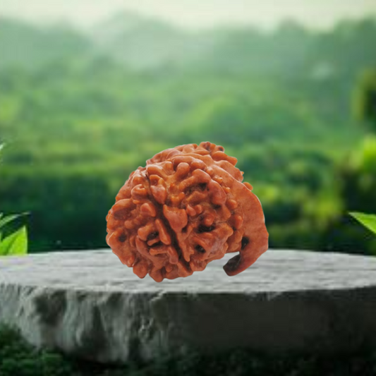 Ganesh Mukhi Rudraksha