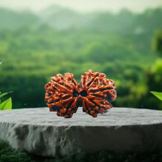 Gauri Shankar Rudraksha