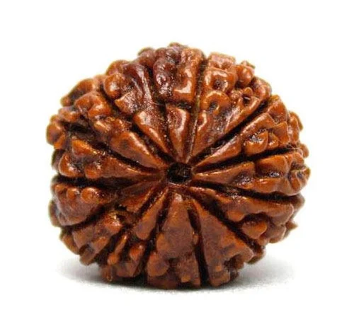 Rudraksha
