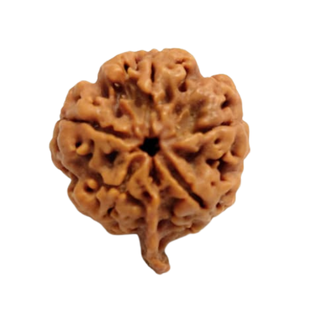 rudraksha