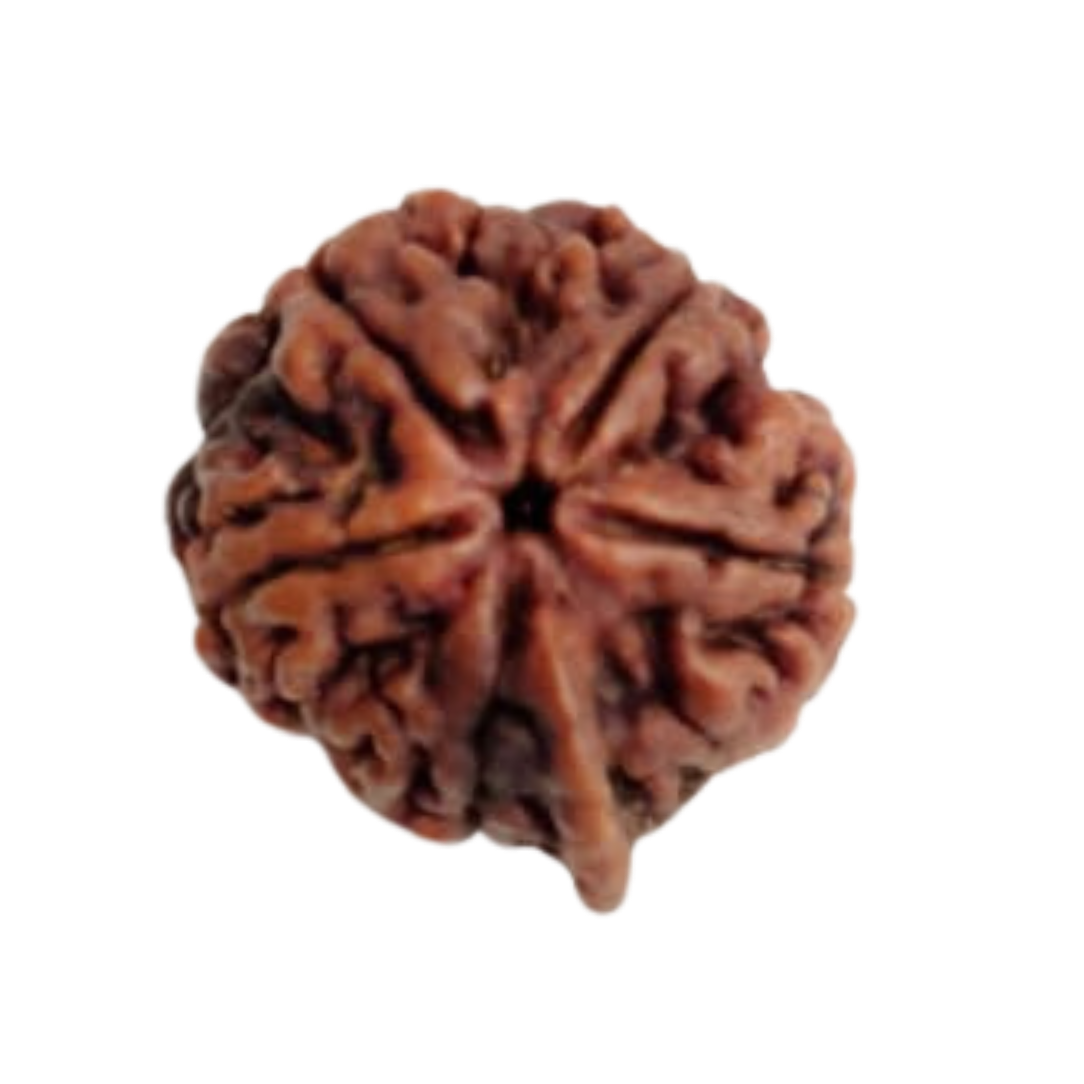 siddh-rudraksha