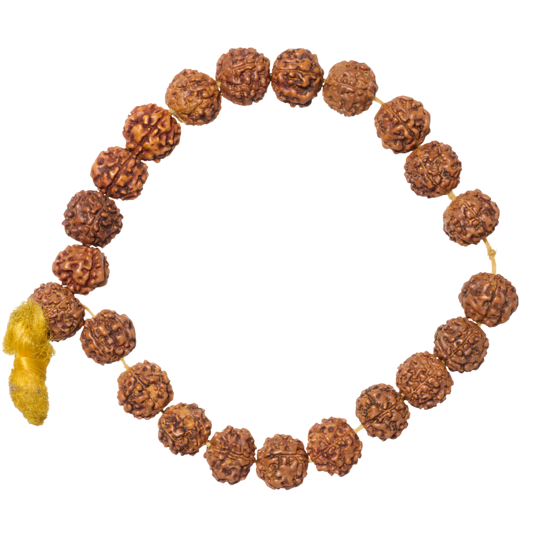 Premium Rudraksha